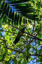 Masked shining-parrot (Prosopeia personata) perched in a tree, Colo-i-Suva Rainforest Park, Viti Levu, Fiji.