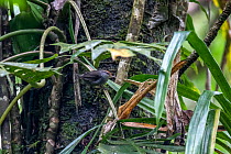Fiji bush warbler (Horornis ruficapilla) perched on a vine, Colo-i-Suva Rainforest Park, Viti Levu, Fiji.