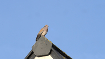 European turtle dove (Streptopelia turtur) perching on roof of house and calling, Bedfordshire, UK, June.