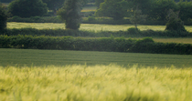 Panning shot over fields and hedgerows in farmland, Somerset, UK.