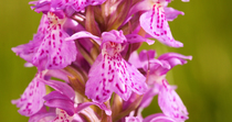 Closeup of Heath spotted orchid (Dactylorhiza maculata) petals in meadow, Scottish Highlands, Scotland, UK.