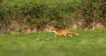 Tracking shot of Red fox (Vulpes vulpes) running through field before slowing to a stop, North Somerset, UK.