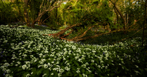 Tracking shot through woodland trees revealing Bluebells (Hyacinthoides non-scripta) and Wild garlic (Allium ursinum), Somerset, England, UK, May.