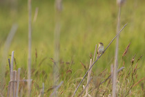 Aquatic warbler (Acrocephalus paludicola) perched among Sedge (Carex sp.) singing, Biebrza marshes, Poland. May.