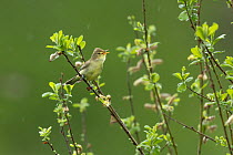 Icterine warbler (Hippolais icterina) perched on branch in rain, singing, Biebrza marshes, Poland. May.