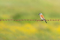 Red-backed shrike (Lanius collurio) male, perched on barbed wire fence, Biebrza marshes, Poland. May.