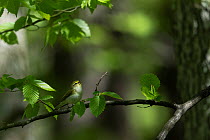 Wood warbler (Phylloscopus sibilatrix) perched on a branch, singing, Bialowieza forest, Poland. May.