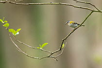 Firecrest (Regulus ignicapilla) perched on a branch, calling, Bialowieza forest, Poland. May.