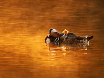 Tufted duck (Aythya fuligula) pair on lake in autumn, Forest of  Dean, Gloucestershire, UK.