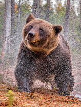 Eurasian brown bear (Ursus arctos arctos) shaking dry after swimming in forest pool, Finland. October.