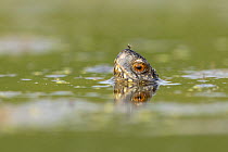 European pond turtle/terrapin (Emys orbicularis) swimming in pond with head above water and a fly resting on its snout, near Bratsigovo, Bulgaria, May