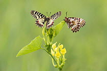 Southern festoon butterflies (Zerynthia polyxena), newly emerged adults resting on their foodplant, Birthwort (Aristolochia clematitis), near Bratsigovo, Bulgaria, May.