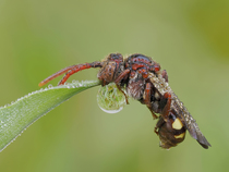 Cuckoo bee (Nomada ruficornis) roosting with its mandibles locked onto the end of a blade of grass, covered in dew. The  bead of dew that has formed on the end of the grass is  reflecting the grass be...