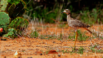 Spotted thick-knee (Burhinus capensis) standing, raising its head and flicking its tail, Laikipia county, Kenya.