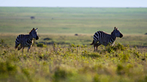 Tracking shot of Zebra (Equus Quagga) males chasing each other across the savannah and through rest of herd, in the morning, Laikipia county, Kenya. May.