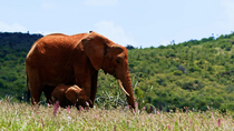 African bush elephant (Loxodonta africana) and calf feeding in savannah grassland, Laikipia county, Kenya. May.