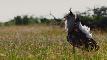 Tracking shot of Kori bustard (Ardeotis kori) walking across savannah grassland, in the morning. The animal walks out of the frame. Laikipia county, Kenya. May.