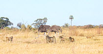 Tracking shot Chacma baboon (Papio ursinus) troop congregating beside feeding Ostrich (Struthio camelus) females in grassland, Okavango Delta, Botswana.