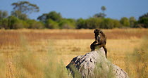 Chacma baboon (Papio ursinus) using termite mound as a lookout point over grassland before climbing down and leaving frame, Okavango Delta, Botswana.