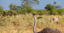 Ostrich (Struthio camelus) female looking around before turning around and leaving frame, Okavango Delta, Botswana.