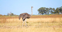 Ostrich (Struthio camelus) female foraging in grassland before walking away and leaving frame, Okavango Delta, Botswana.