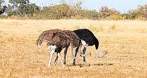Tracking shot of Ostriches (Struthio camelus) feeding in grassland, Okavango Delta, Botswana.