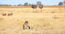 Focus pull from Chacma baboon (Papio ursinus) female suckling infant to Ostrich (Struthio camelus) females feeding in grassland. Two other baboons pass through centre of shot, Okavango Delta, Botswana...