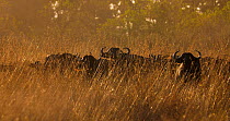 African buffalo (Syncerus caffer) herd standing in long grass, looking alert. Oxpecker (Buphagus sp.) flock takes off, leaving herd and frame. Okavango Delta, Botswana.