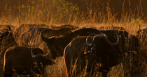 African buffalo (Syncerus caffer) mother and calf standing in long grass with herd in evening light before leaving frame, Okavango Delta, Botswana.