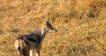 Black-backed jackal (Canis mesomelas) watching and listening intensely, its ears twitching in response to the surrounding sound. Then the animal turns round and leaves the frame. Okavango Delta, Botsw...