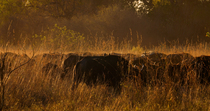African buffalo (Syncerus caffer) herd moving through long grass in evening light with Oxpeckers (Buphagus sp.) taking flight and leaving frame, Okavango Delta, Botswana.