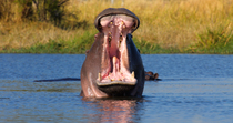 Hippopotamus (Hippopotamus amphibius) yawns in a water channel, with others in the water behind, Okavango Delta, Botswana.