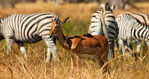 Yellow-billed oxpeckers (Buphagus africanus) entering frame and landing on young Impala (Aepyceros Melampus) male. The birds are feeding on insects on the Impala's body in midday heat. A herd of Burch...