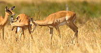 Tracking shot of an Impala (Aepyceros Melampus) young male walking and head-butting a female Impala, then the male grooms itself. A Burchell's zebra (Equus quagga burchellii) is grazing in the backgro...