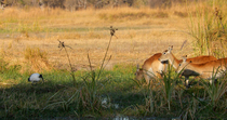 Two Red lechwe (Kobus leche) females jumping over a small channel in a swamp, before leaving frame. Another Red lechwe is grazing alongside an African sacred ibis (Threskiornis aethiopicus) which is f...