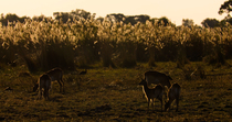 Red lechwe (Kobus leche) herd with juveniles grazing in evening light. One animal walks into frame and then stands in the centre looking around. Spur-winged geese (Plectropterus gambensis) are amongst...