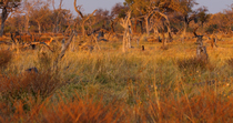 Tracking shot of Blue wildebeest (Connochaetes taurinus) running through Kalahari scrub. The animal leaves the frame. Okavango Delta, Botswana.