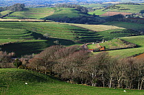 Strip lynchets above Loders, as seen from Shipton Hill, Dorset, England, UK. January, 2009.