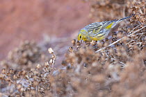 Atlantic canary (Serinus canaria) male, perched in bush feeding on sun dried seeds, Ponta de Sao Lourenco, Madeira. September.