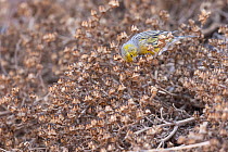 Atlantic canary (Serinus canaria) male, perched in bush feeding on sun dried seeds, Ponta de Sao Lourenco, Madeira. September.