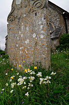 Meadow saxifrage (Saxifraga granulata) growing next to gravestone, All Saints' Churchyard, Sanderstead, Surrey, England, UK. May.