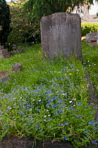 Germander speedwell (Veronica chamaedrys) growing over grave, Molesey Cemetery, West Molesey, Surrey, England, UK. May.