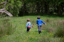 Two boys chasing Common pheasant (Phasianus colchicus) male through meadow, Norfolk, England, UK. May, 2013. Model released.