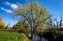 Bifurcate crack willow (Salix fragilis furcata) with catkins growing along banks of River Lugg SSSI, Bodenham, Herefordshire, England, UK, April 2021.