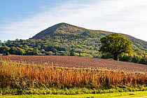 The Skirrid ridge, LLantilio Pertholey, Brecon Beacons National Park, Monmouthshire, Wales, UK. October, 2023.