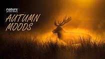 This showreel "Autumn Moods" offers a tranquil escape into the heart of a serene autumn forest. Immerse yourself in the breathtaking beauty of the season as you wander through a world painted in rich...