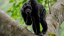 Chimpanzee (Pan troglodytes) male scratching forearm and chin whilst standing on tree branch, Nyungwe National Park, Rwanda, July. Endangered.