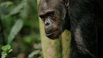 Chimpanzee (Pan troglodytes) male's head as it looks around and scratches behind shoulder before leaving frame, Nyungwe National Park, Rwanda, July. Endangered.