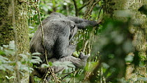 Chimpanzee (Pan troglodytes) feeding on Figs (Ficus sp.) whilst sitting in tree, Nyungwe National Park, Rwanda, July. Endangered.