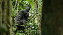 Chimpanzee (Pan troglodytes) feeding on Figs (Ficus sp.) whilst sitting in tree, Nyungwe National Park, Rwanda, July. Endangered.